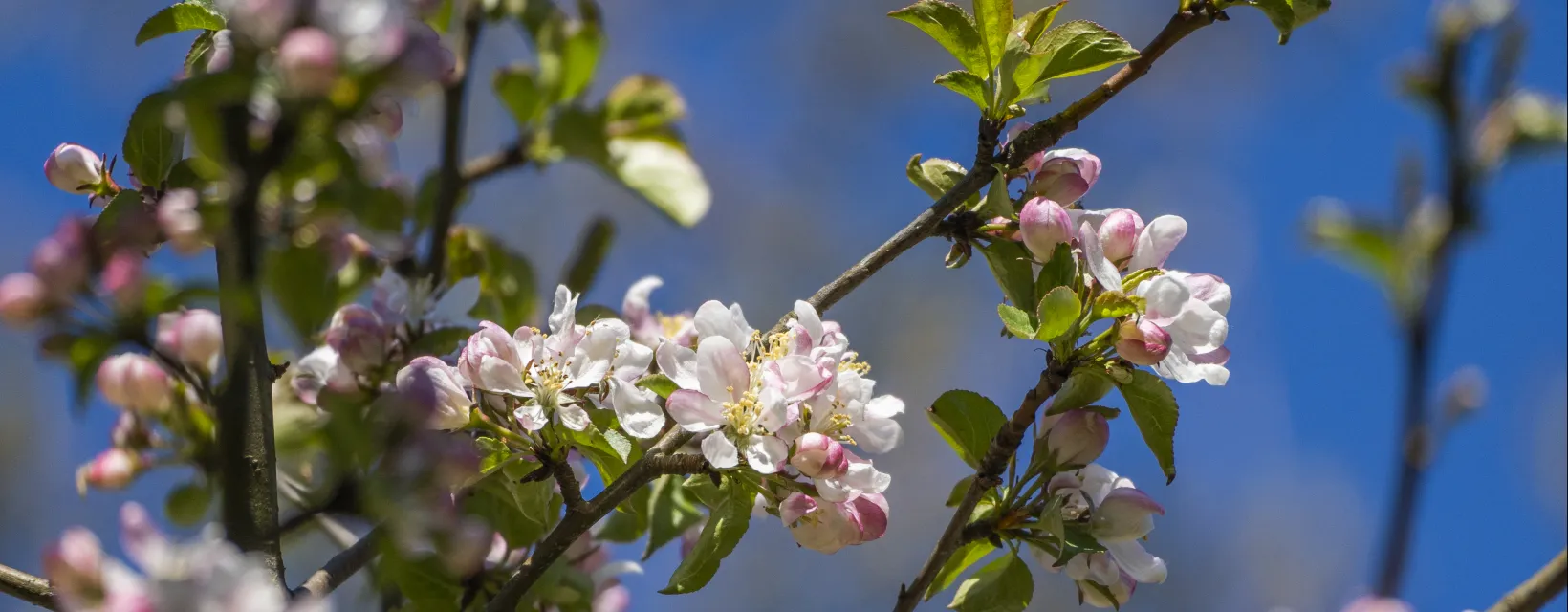 Närbild på kvistar från ett blommande äppelträd.