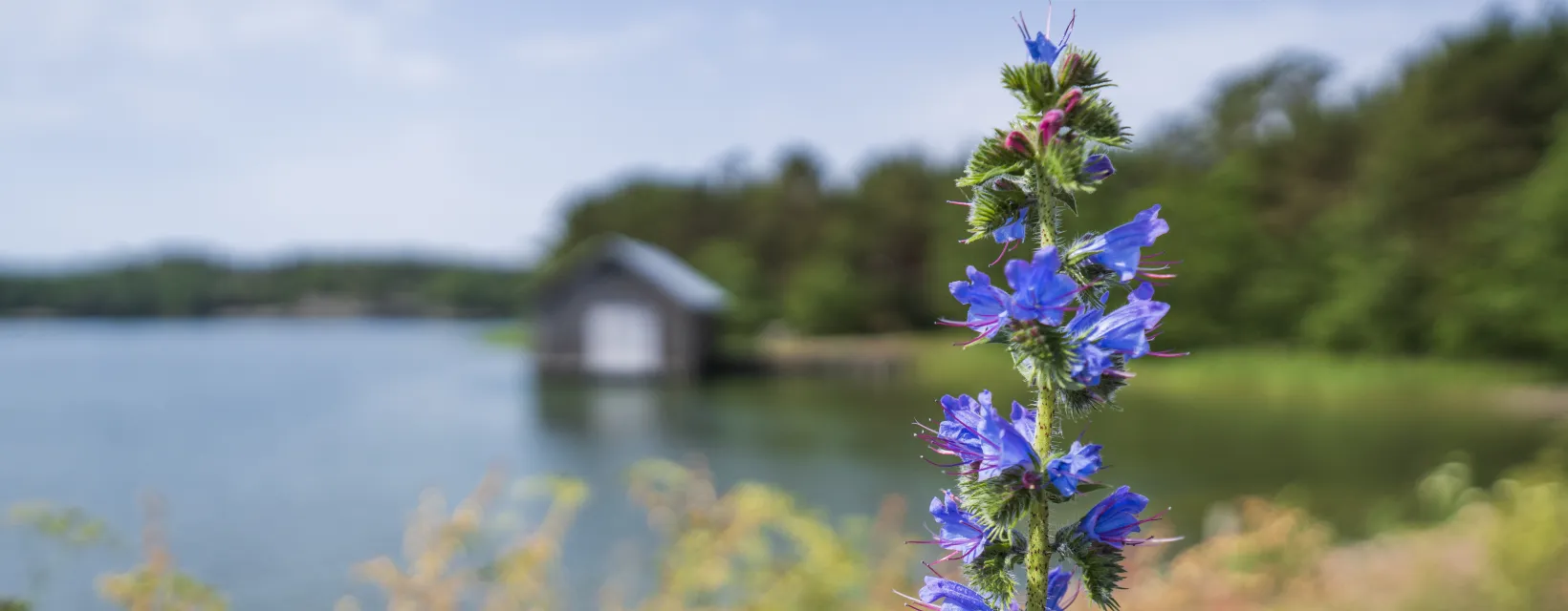 Blå sommarblomma med båthus i bakgrunden.