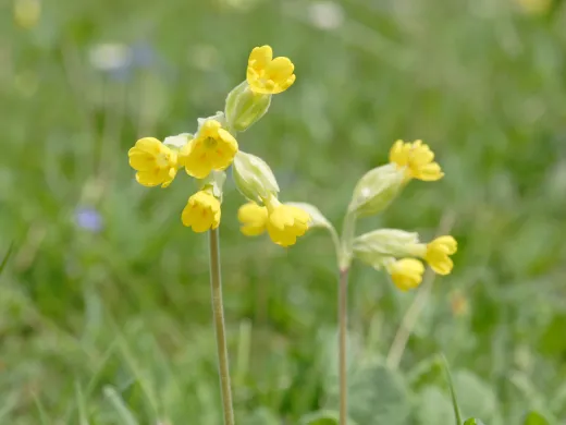 Gullvivan är Ålands landskapsblomma.